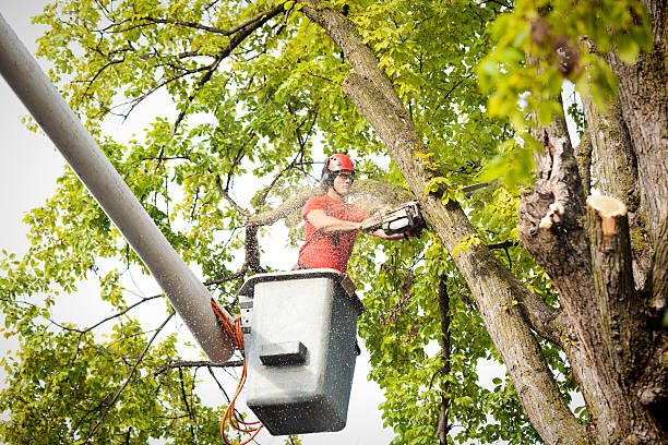 Best Tree Cabling and Bracing  in Atco, NJ